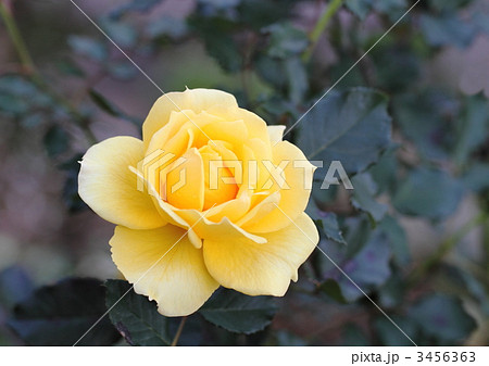 薔薇のゴールド・バニー 薔薇のゴールド・バニー 3456363