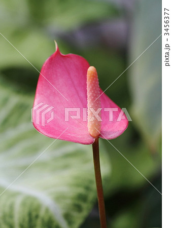 紅いアンスリウム 3456377