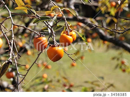 秋の日差しを受ける山柿 3456385