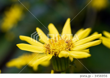 ツワブキの花 3456956