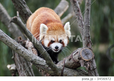 ＺＯＯ 3456972