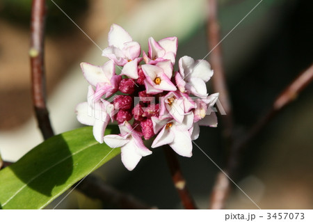 ジンチョウゲ 3457073