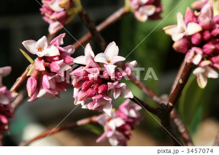 ジンチョウゲ ジンチョウゲ 3457074