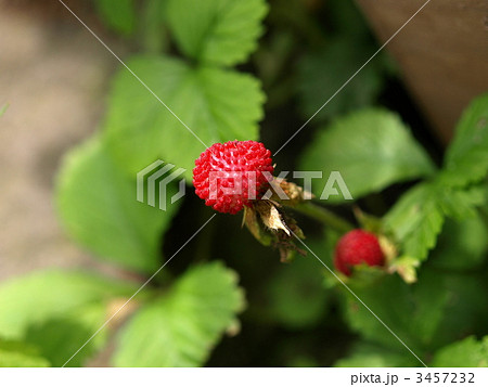 へびいちご 3457232