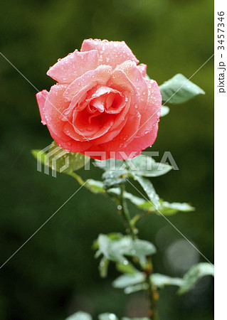 薔薇（八坂） 3457346