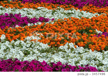 花畑の縞模様２ 3457496