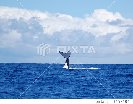 タヒチ パペーテのクジラ タヒチ パペーテのクジラ 3457504