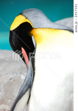 スマイルペンギン 3457591