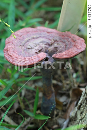 マンネンタケ マンネンタケ 3457709