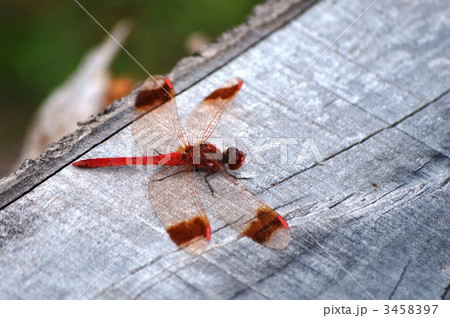 ミヤマアカネ 3458397