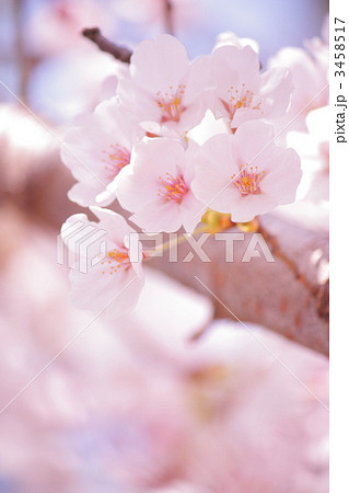桜 桜 3458517