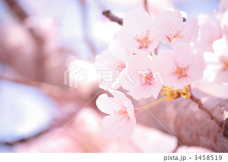 桜 桜 3458519