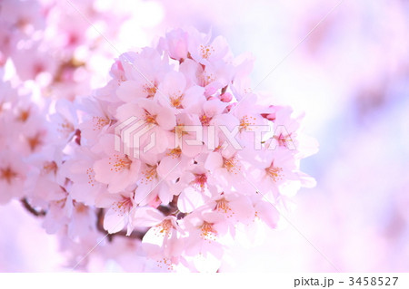 桜 3458527