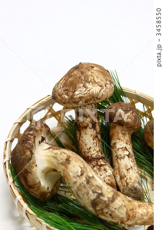 マツタケ マツタケ 3458550