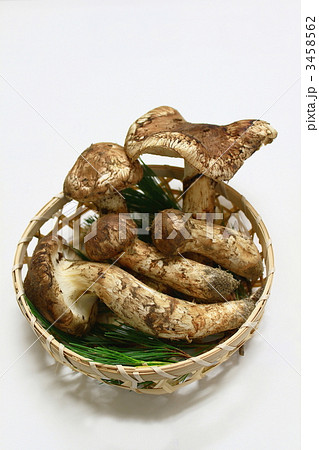 マツタケ 3458562