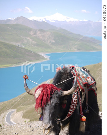 ラサ　カンパ・ラ 3458678