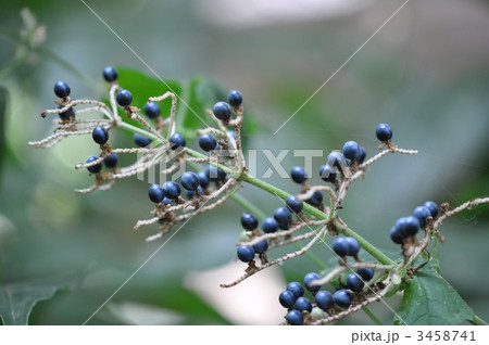 ヤブミョウガの実 3458741