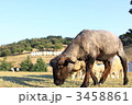 シープドッグショウ 3458861