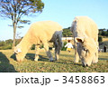 シープドッグショウ 3458863
