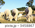 シープドッグショウ 3458867