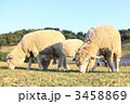 シープドッグショウ 3458869