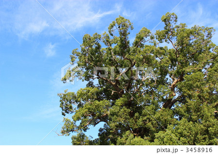 清田の大クス 3458916