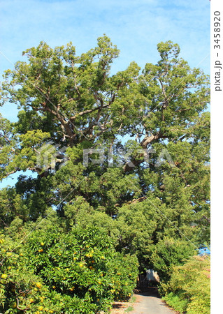 清田の大クス 3458920