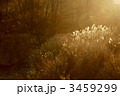 朝日の中で 3459299