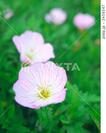 ヒルザキツキミソウ2 ヒルザキツキミソウ2 3459347