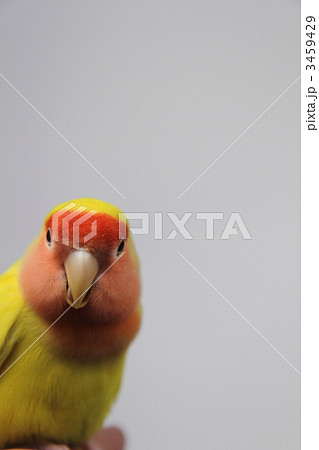 コザクラインコ 3459429