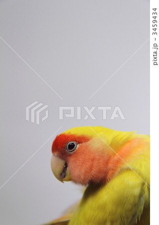コザクラインコ 3459434