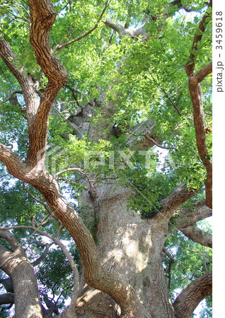 清田の大クス 3459618