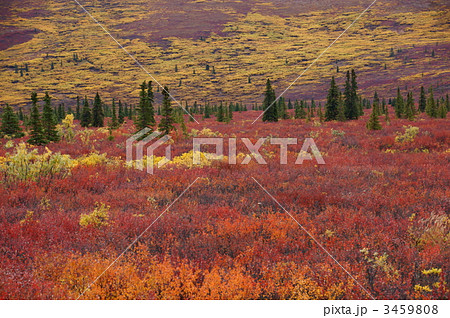 晩秋のデナリ国立公園の紅葉の絶景 3459808