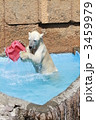 円山動物園　白クマ 3459979