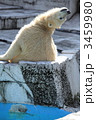 円山動物園　白クマ 3459980