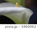 カラー 3460062