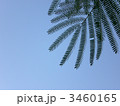 はっさく2 3460165