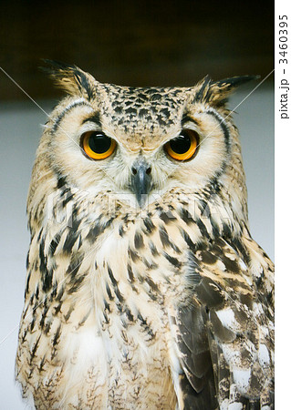 ふくろう02 3460395