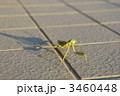 カマキリ 3460448