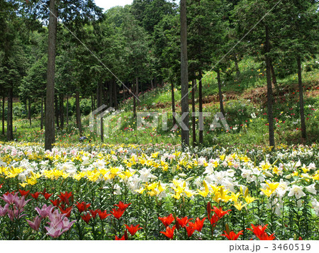 谷汲ゆり園にて 3460519
