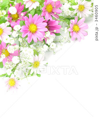 キクとカスミソウ キクとカスミソウ 3460905