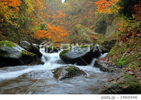 紅葉川渓谷の流れ 紅葉川渓谷の流れ 3460946