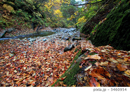紅葉川渓谷の枯葉 3460954