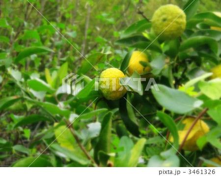木に生っている柚子 3461326