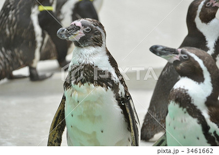 ぼーっと歩くペンギン 3461662
