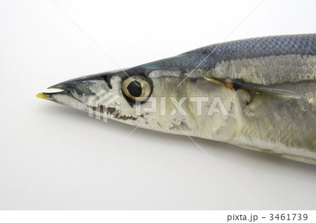 サンマの顔 3461739