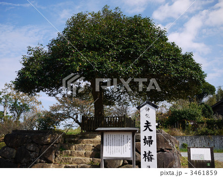 八重垣神社 夫婦椿 八重垣神社 夫婦椿 3461859