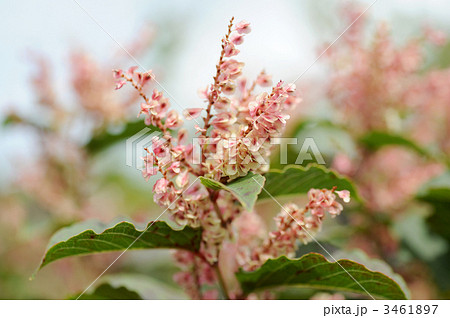 メイゲツソウ 3461897