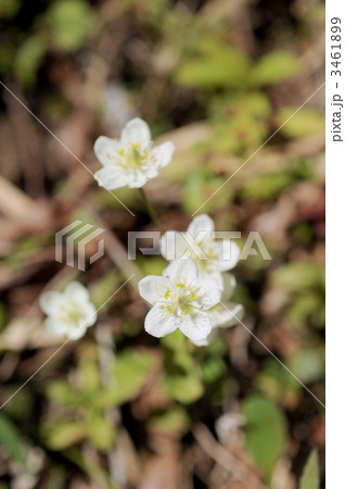 ウメバチソウ ウメバチソウ 3461899