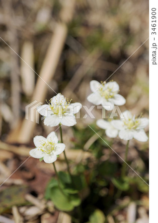 ウメバチソウ ウメバチソウ 3461900